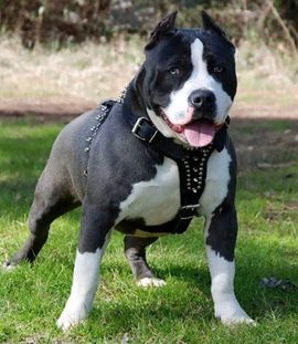 Zabranjuju se pit bul terijeri u Srbiji