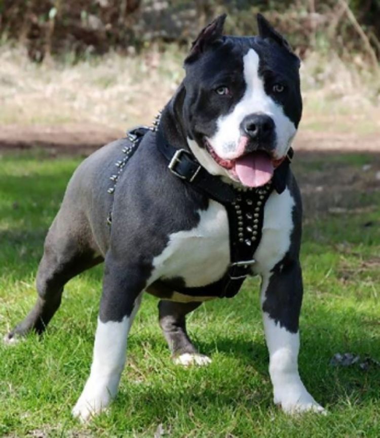 Zabranjuju se pit bul terijeri u Srbiji