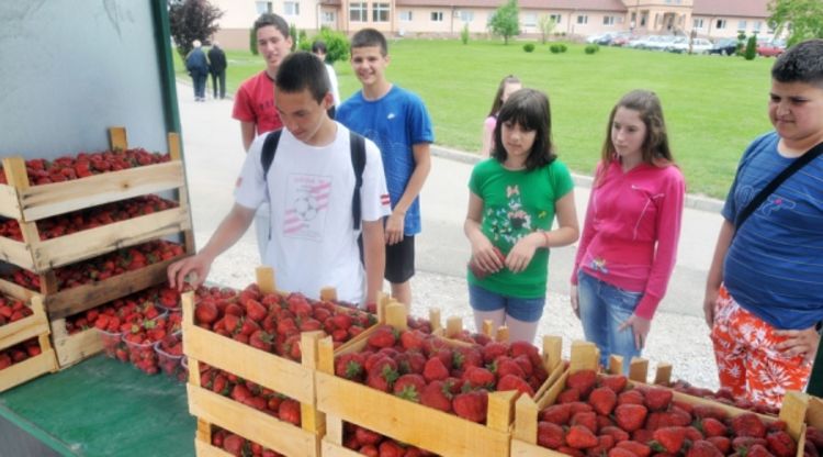 Najboljem uzgajivaču 3.000 frigo sadnica