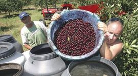 Trebinjska maraska na tržištu Austrije