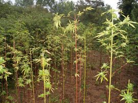 Zaplijenjena marihuana vrijedna oko 80.000 KM