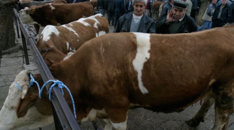 Veterinari izdavali fiktivne potvrde
