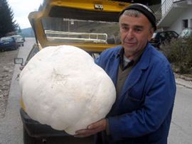 Pronašao džinovsku gljivu tešku skoro osam kilograma