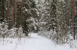 Na Kopaoniku pada snijeg