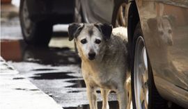 Žena vukla psa vezanog za automobil