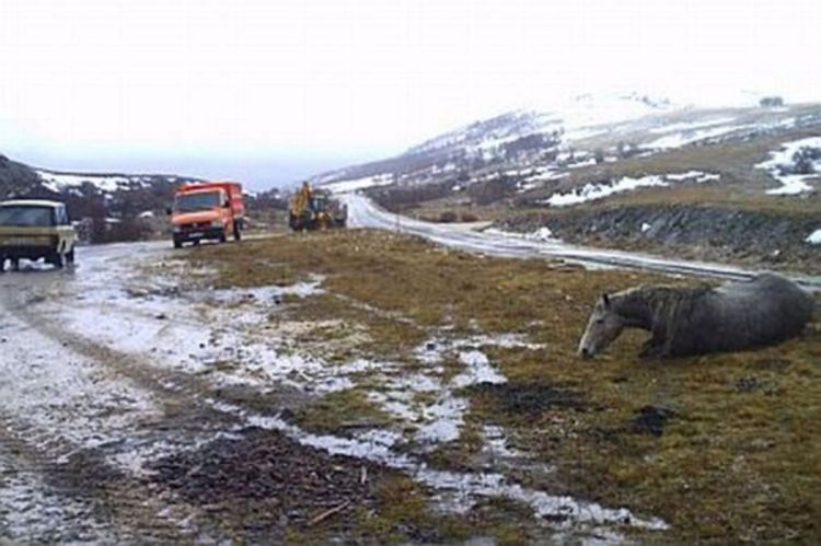 Krivolovci ubili i masakrirali divljeg konja