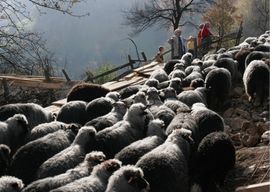 Sve više veterinara zaraženo brucelozom