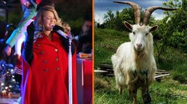 Koze vole Maraju Keri