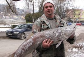 Upecao mladicu od 20 kilograma