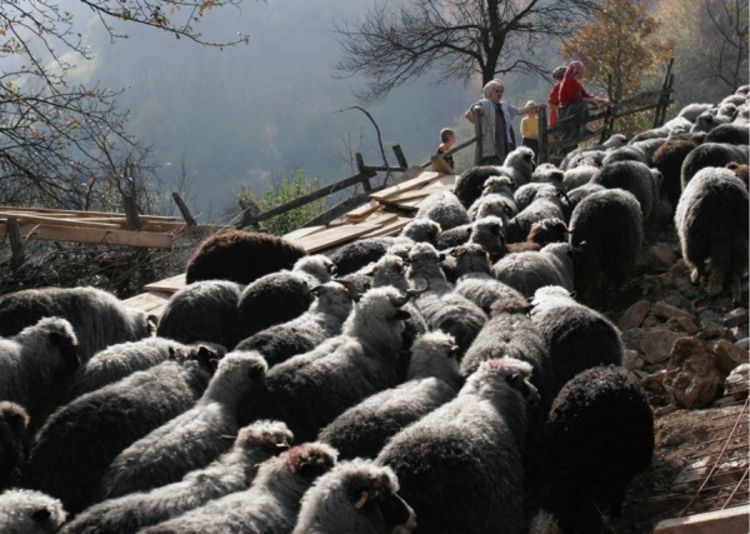 Sve više veterinara zaraženo brucelozom