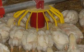 Njemačka zatvara stočne farme