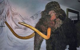 Mamuti će šetati svijetom 2016. godine
