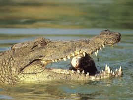 Krokodil progutao mobilni telefon i povremeno zvoni