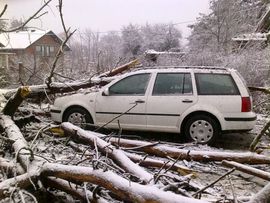 Povrijeđena kada je grana topole probila staklo na autu