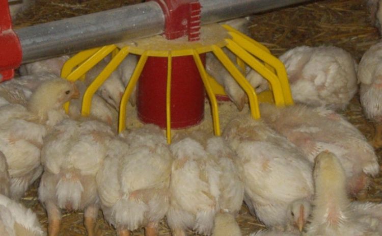 Njemačka zatvara stočne farme