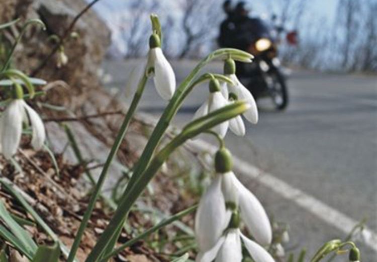 Visibabe na Fruškoj gori