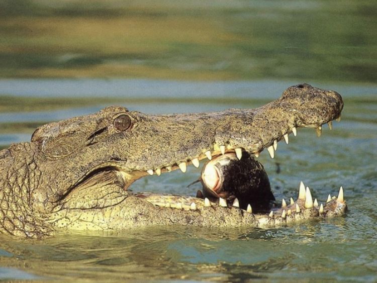 Krokodil progutao mobilni telefon i povremeno zvoni