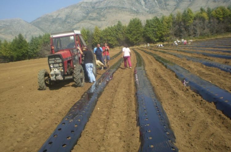 Plantaža jagoda za rusko tržište