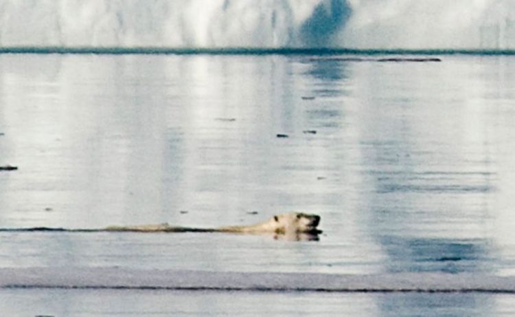 Polarni medvjed plivao devet dana