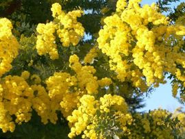 Počinje 42. Praznik mimoze