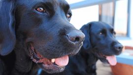Labrador njuhom otkriva rak debelog crijeva
