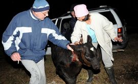 Epilog filmske potjere u Banjaluci: Uhapšeni otmičari teleta