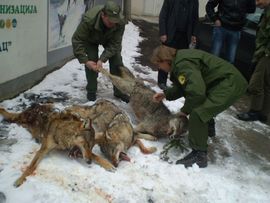 Foča: U hajci odstrijeljena tri vuka