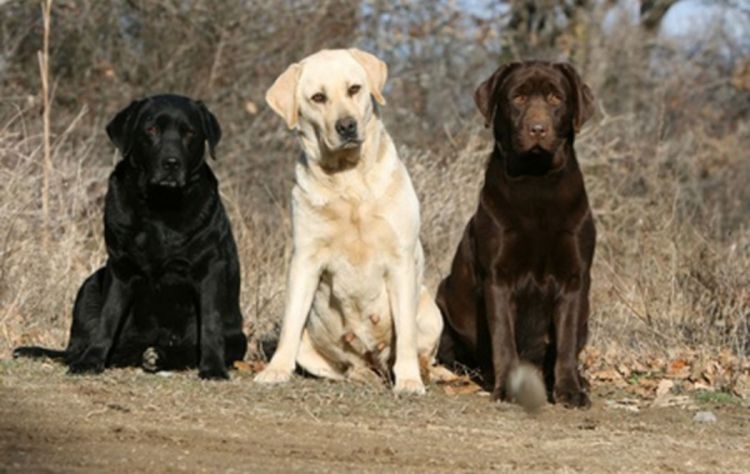 Labradori otkrivaju rak crijeva