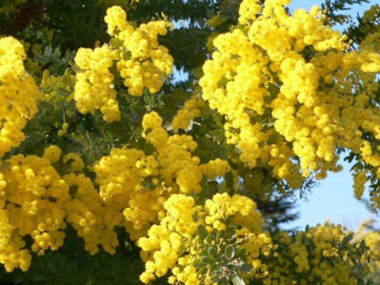 Počinje 42. Praznik mimoze