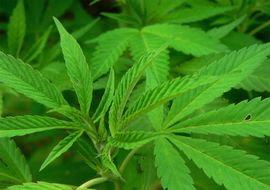 Marihuana izaziva psihozu?