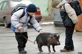 Fizioterapija uz pomoć svinja