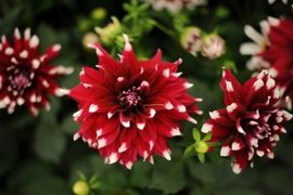 Kraljevska filharmonija svirala biljkama
