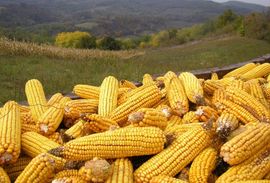 Pad cijena žitarica u Rusiji zbog previsokih zaliha