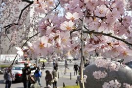 Japan: Počela sezona cvjetanja trešnje