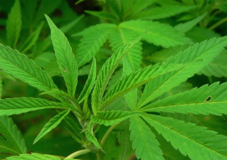 Marihuana izaziva psihozu?