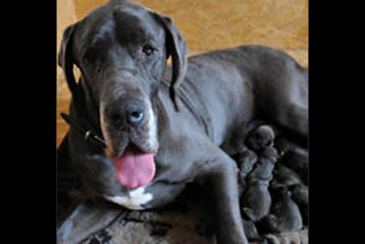 Doga donijela na svijet 17 mladunaca
