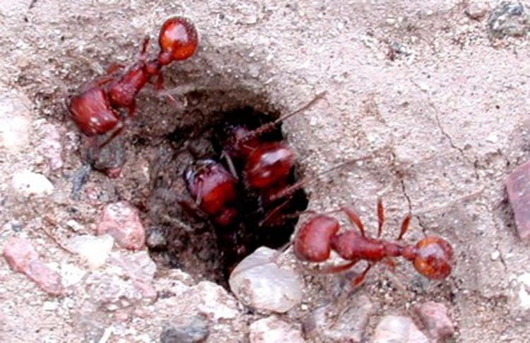 Nova istraživanja: Crveni mravi mogu predvidjeti potrese?