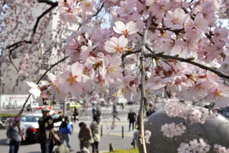 Japan: Počela sezona cvjetanja trešnje