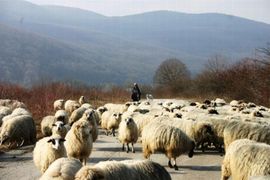 Prijedor: Vukovi usmrtili desetoro jagnjadi