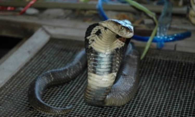 Pronađena kobra koja je pobjegla iz zoo vrta u Njujorku