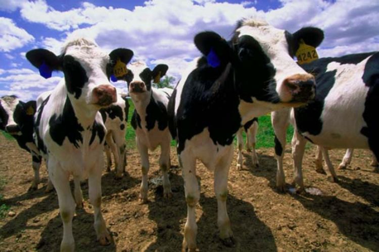 Naučnici uzgojili krave koje daju ljudsko mlijeko