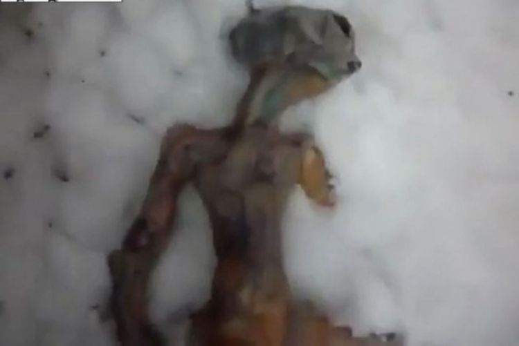 U Rusiji pronađen mrtav vanzemaljac? (Video)