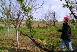 Pesticidi godišnje ubiju 200.000 ljudi