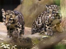 U koferu mladunčad medvjeda, leoparda, pantera i majmuna