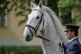Konjske sline i sperma poklon za Vilijama i Kejt