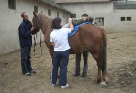Zahtjev da se obezbijedi hrana za konje koji gladuju