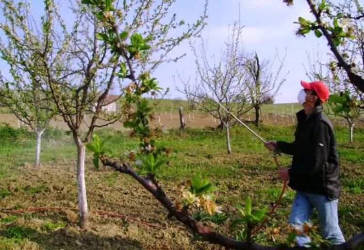 Pesticidi godišnje ubiju 200.000 ljudi