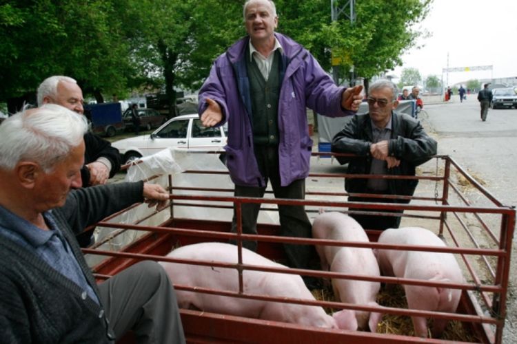 Odobreno milion i po KM za otkup svinja