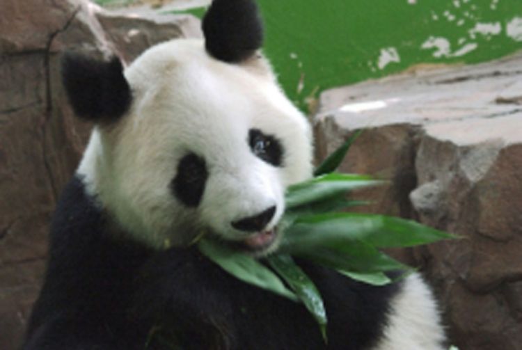 Uginula najstarija panda