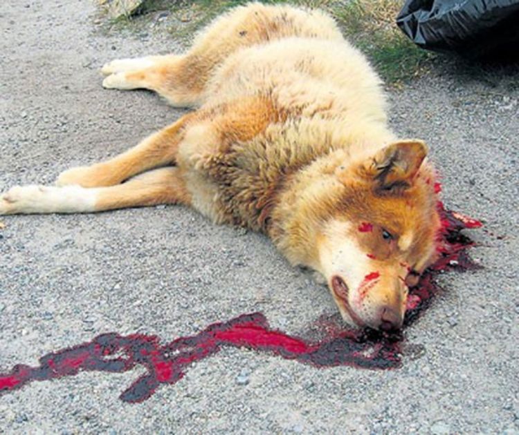 Monstruozno: Pas upucan u glavu i živ zakopan